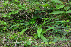 Chlorophytum attenuatum